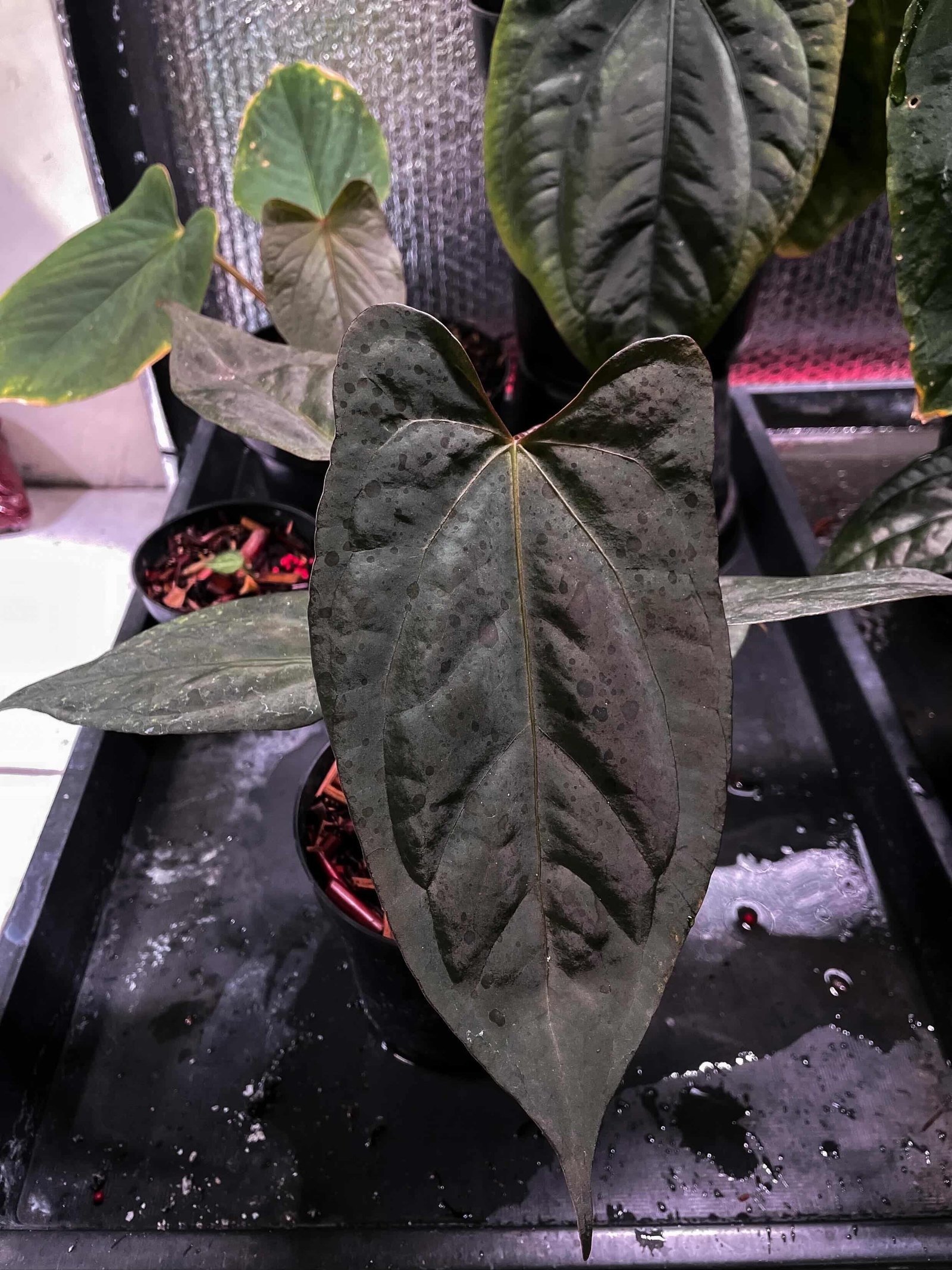 Anthurium RDVP x Papillilaminium RL X self