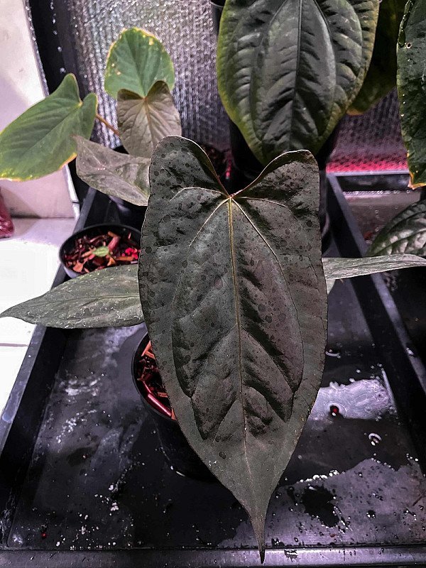 Anthurium RDVP x Papillilaminium RL X self