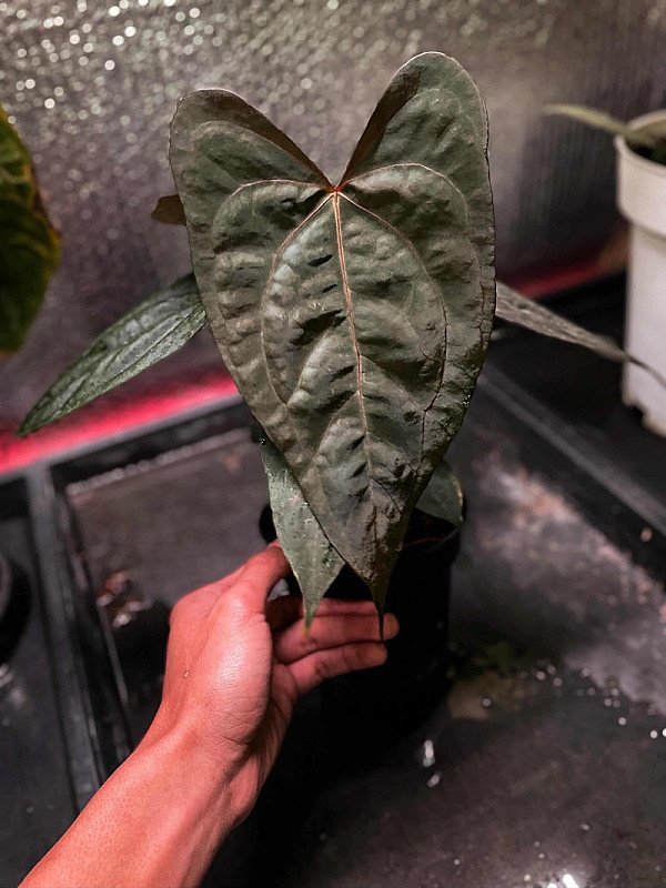 Anthurium RDVP x Papillilaminium RL X self