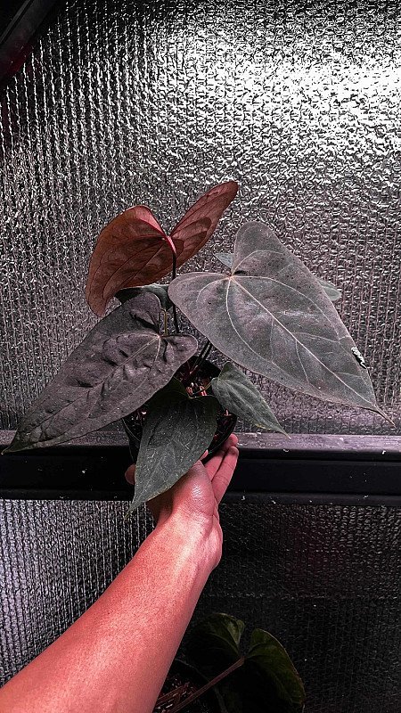 Anthurium RDVP x Papillilaminium RL X self