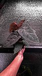 Anthurium RDVP x Papillilaminium RL X self