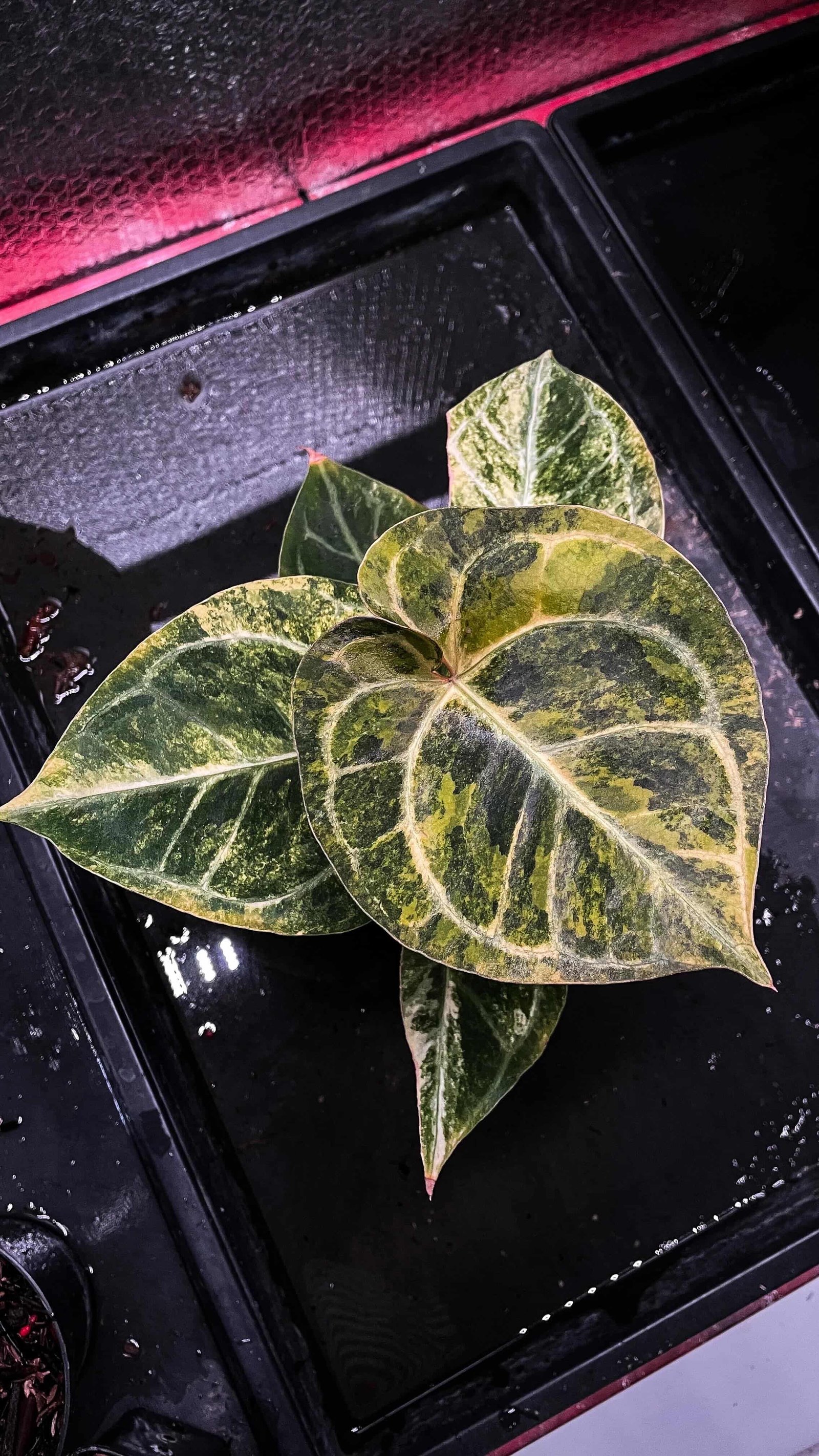 Anthurium Michelle Variegata