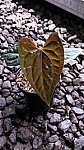 Anthurium Night Queen