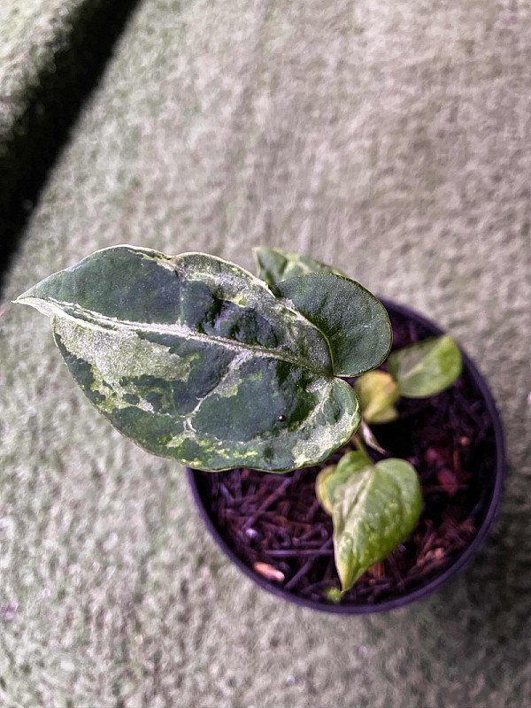 Anthurium Crystallinum Minahasa Mutant Variegata