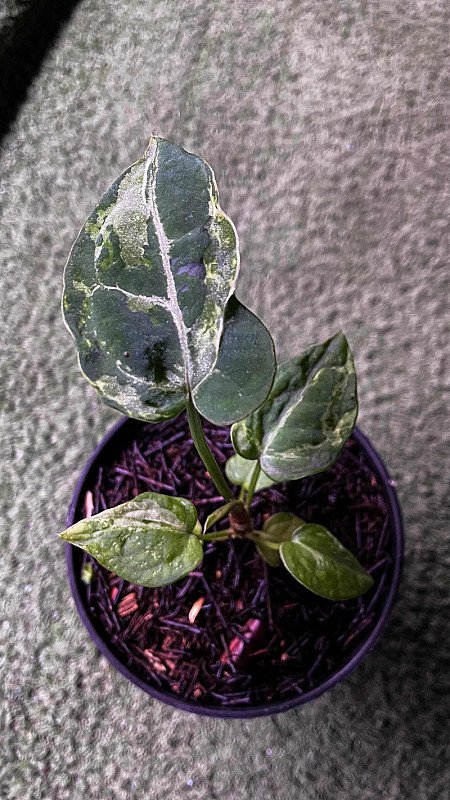 Anthurium Crystallinum Minahasa Mutant Variegata