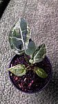 Anthurium Crystallinum Minahasa Mutant Variegata