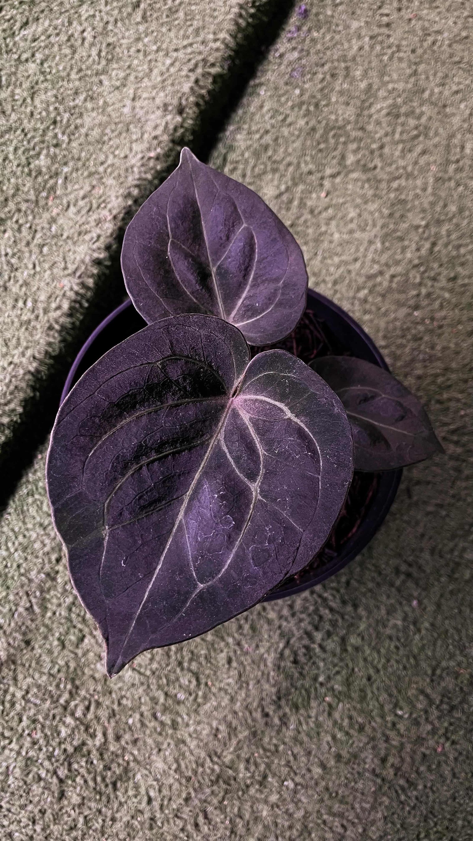 Anthurium King of Spades Round Type
