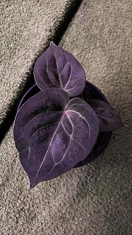 Anthurium King of Spades Round Type