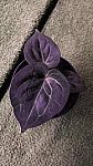 Anthurium King of Spades Round Type