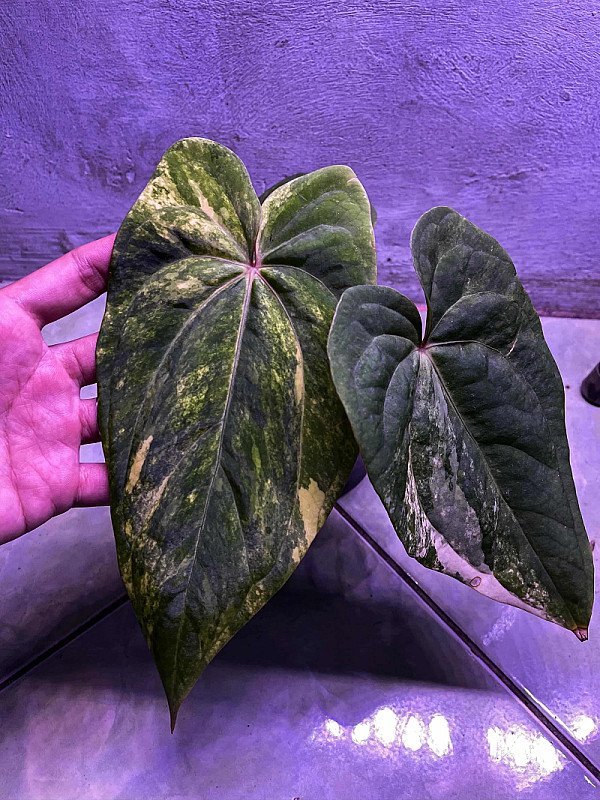 Anthurium RVDP Variegata