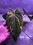 Anthurium RVDP Variegata