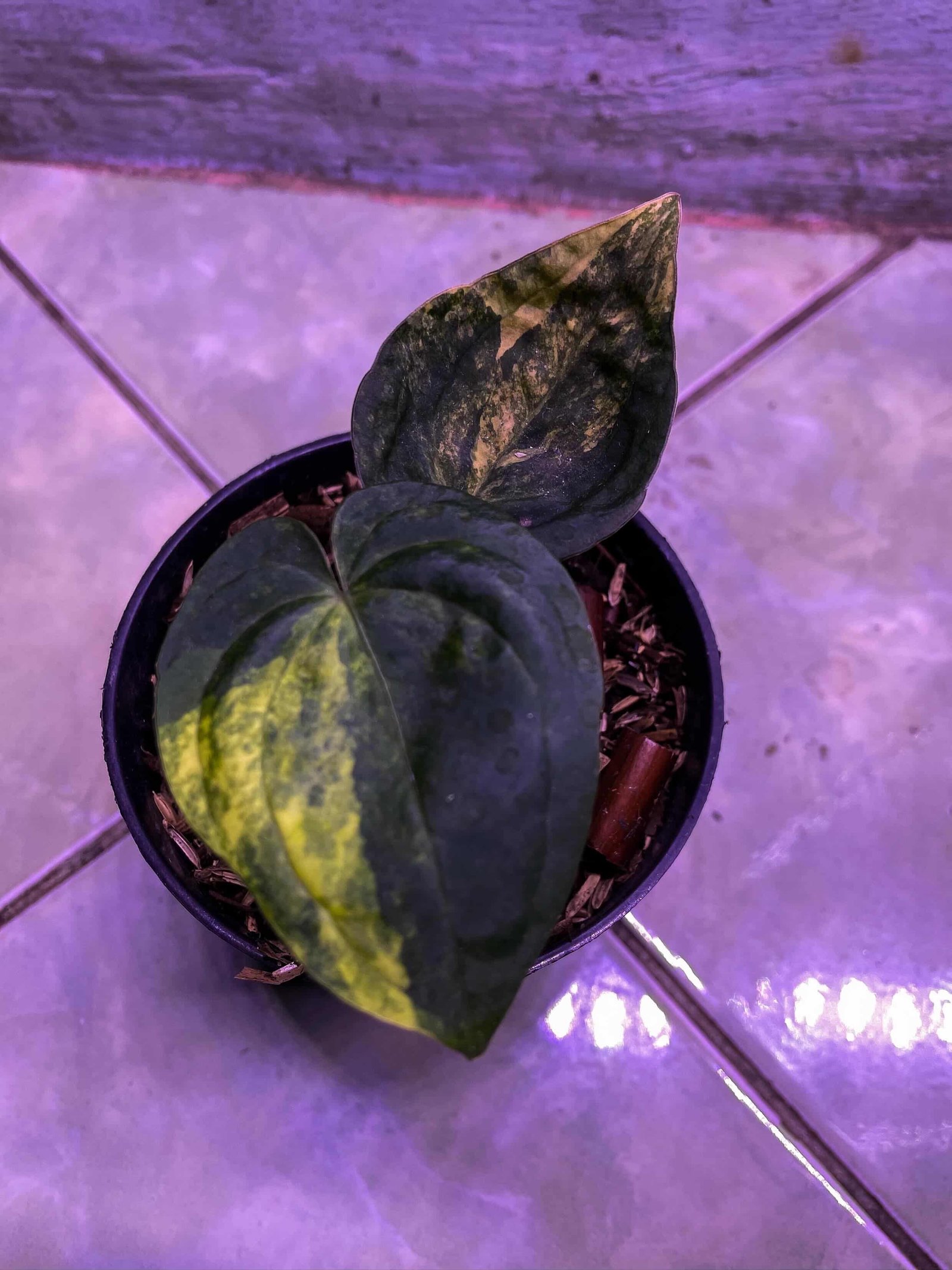 Anthurium RVDP X Black Venom Variegata