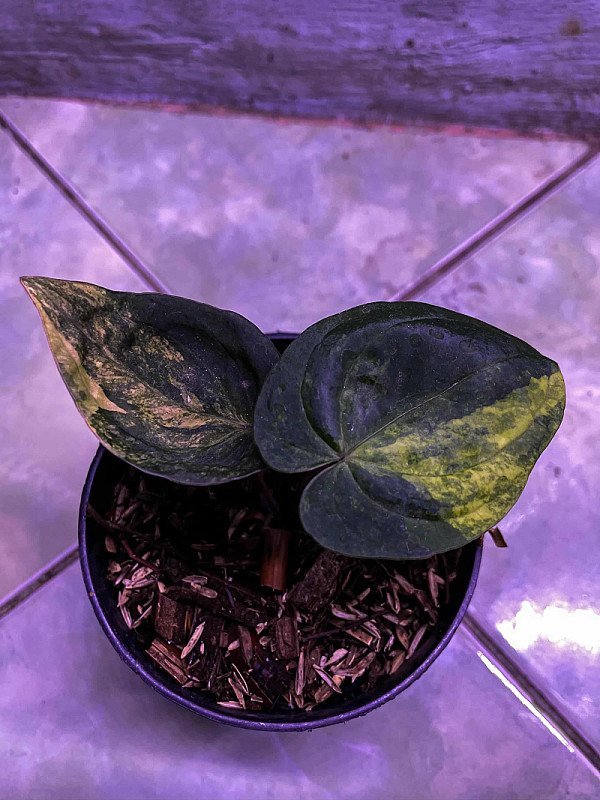 Anthurium RVDP X Black Venom Variegata