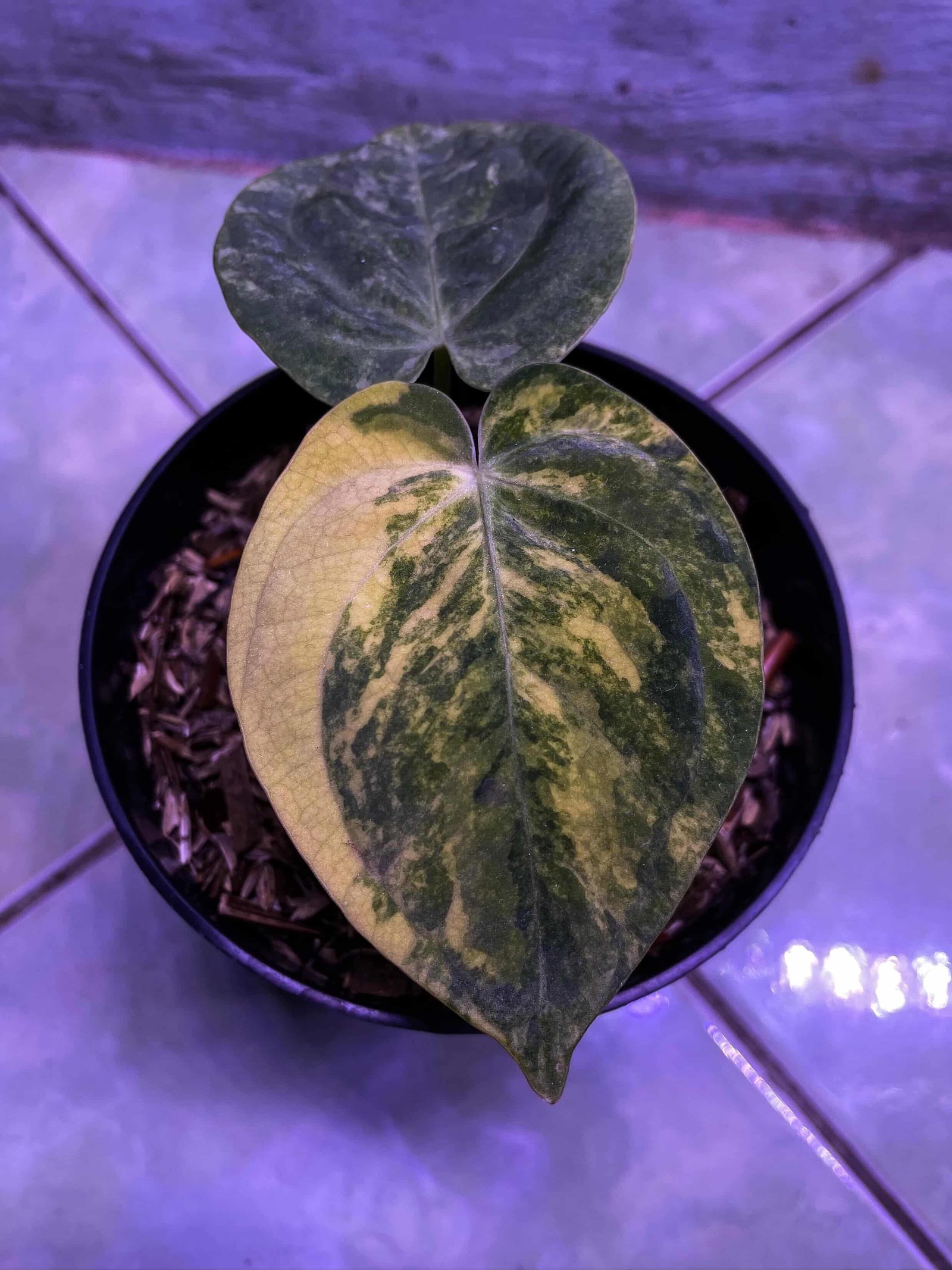 Anthurium Dark Phoenix X Dressleri Variegata