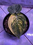 Anthurium Dark Phoenix X Dressleri Variegata