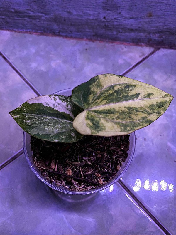 Anthurium Dark Phoenix X Dressleri Variegata