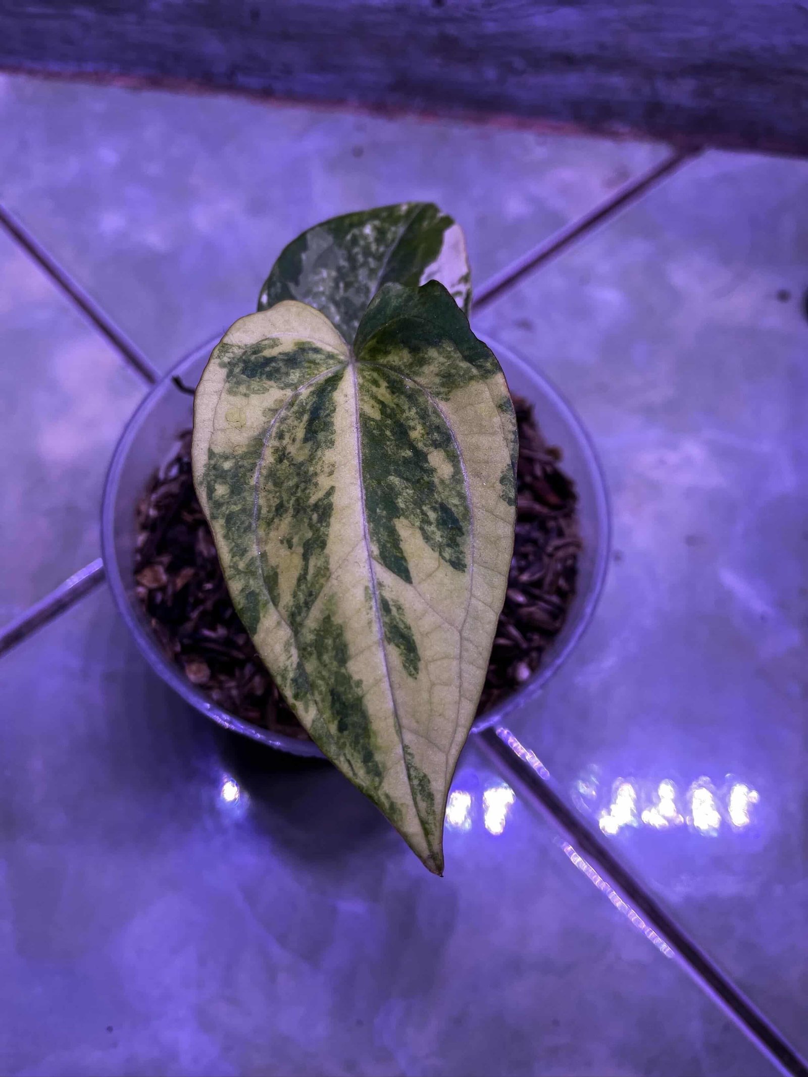 Anthurium FortSherman X Black Venom Variegata