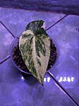 Anthurium FortSherman X Black Venom Variegata