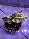 Anthurium FortSherman X Black Venom Variegata