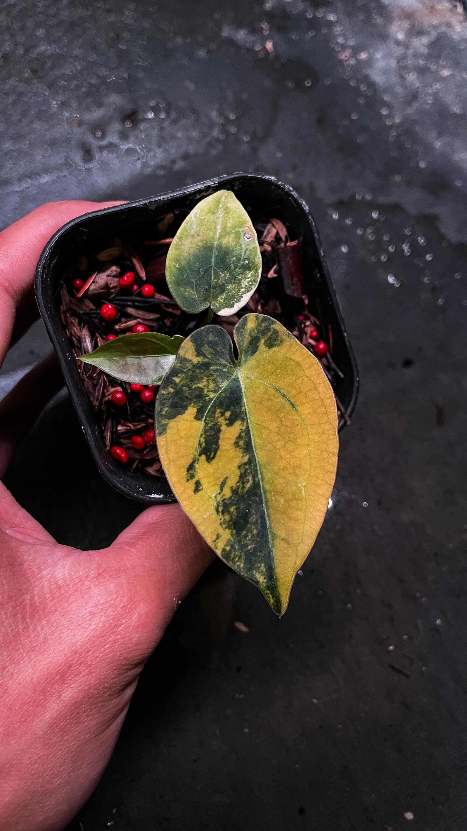 Anthurium Gunayalalense X Black Venom Variegata