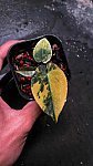 Anthurium Gunayalalense X Black Venom Variegata