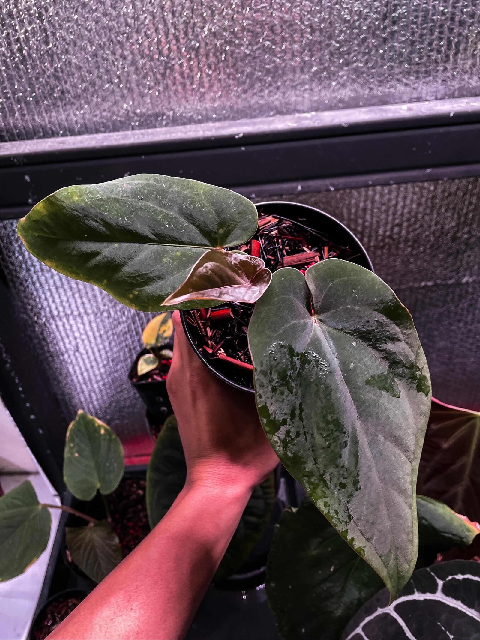 Anthurium Dressleri Wild Panama
