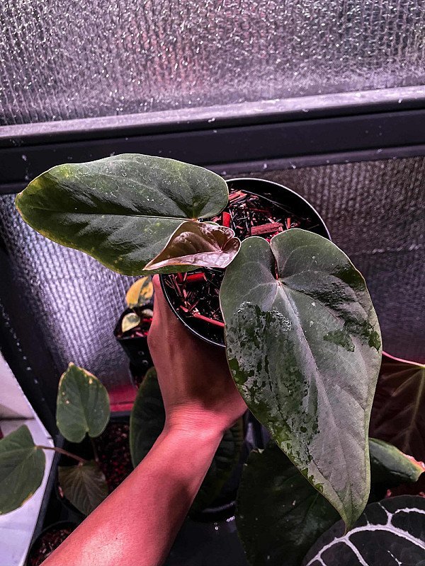 Anthurium Dressleri Wild Panama