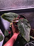 Anthurium Dressleri Wild Panama