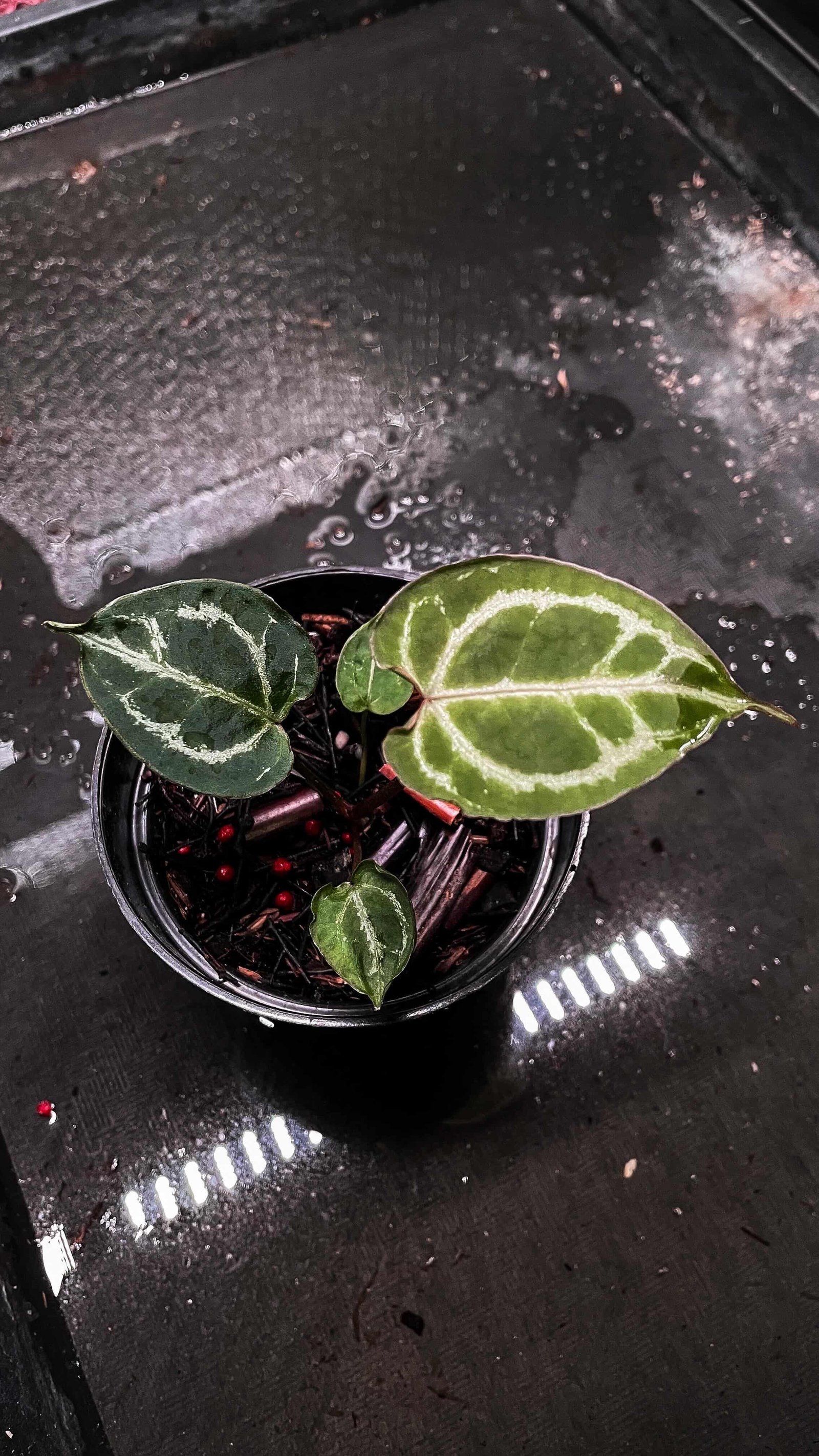 Anthurium Muchlis X Red Crystallinum NSE