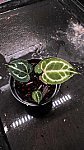 Anthurium Muchlis X Red Crystallinum NSE