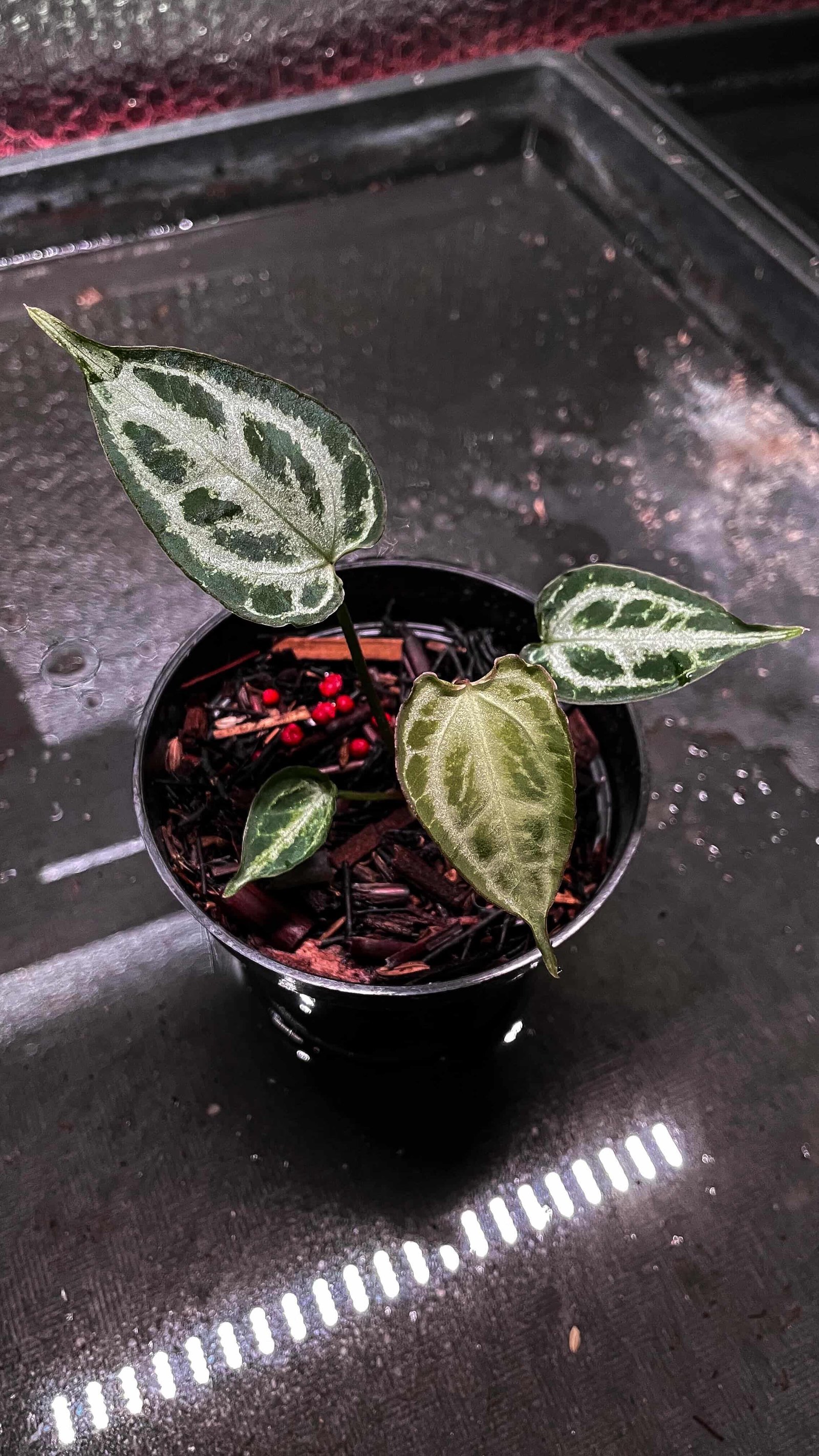 Anthurium Munchlis X Red Crystallinum NSE