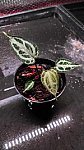 Anthurium Munchlis X Red Crystallinum NSE
