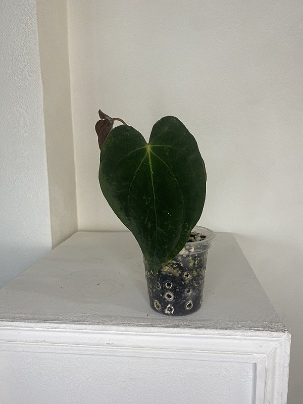 Papillilaminum