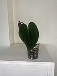 Papillilaminum