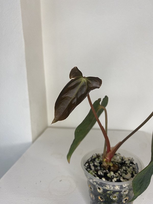 Papillilaminum
