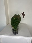 Papillilaminum